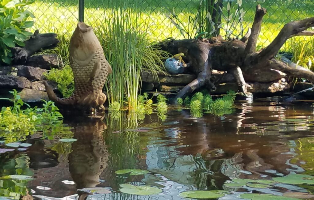 Koi pond with aquatic plants and decorative fish sculpture