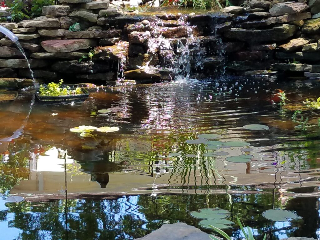Koi pond with rock waterfall and water lilies