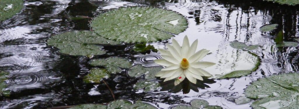 Water lily blooming in a koi pond