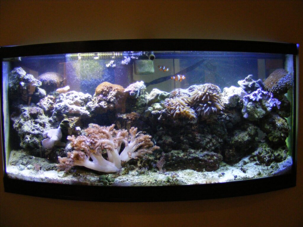 Custom aquarium planned for long-term maintenance and performance