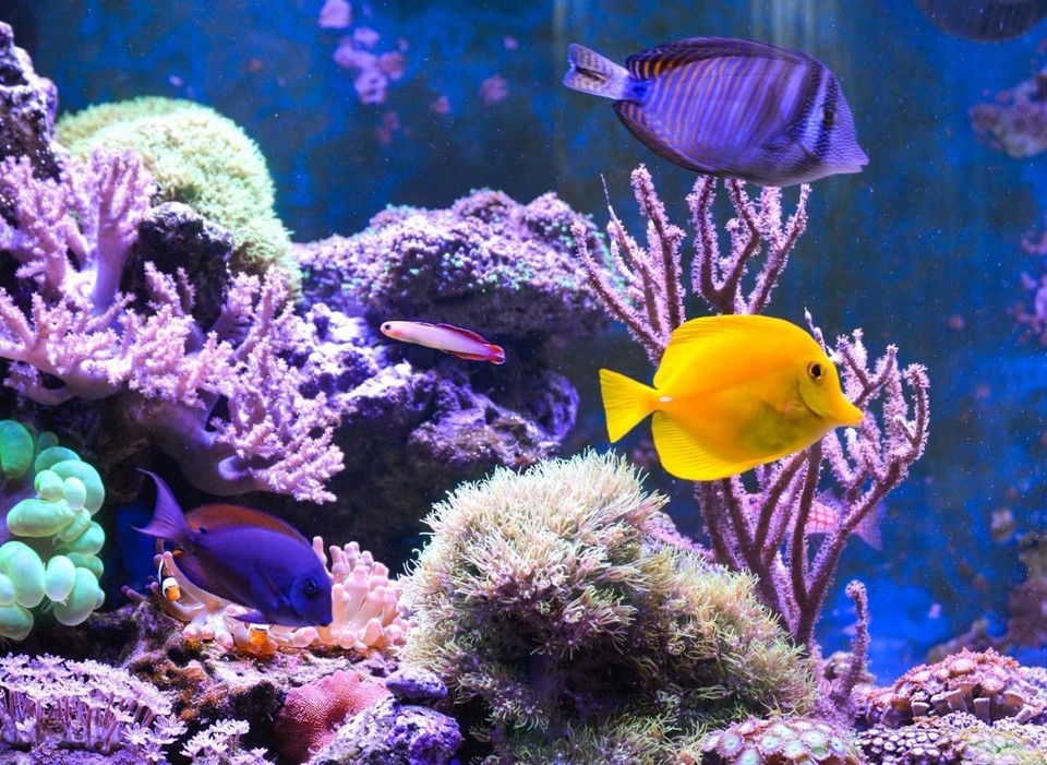 Custom aquarium designed and installed by Aqua-Marine