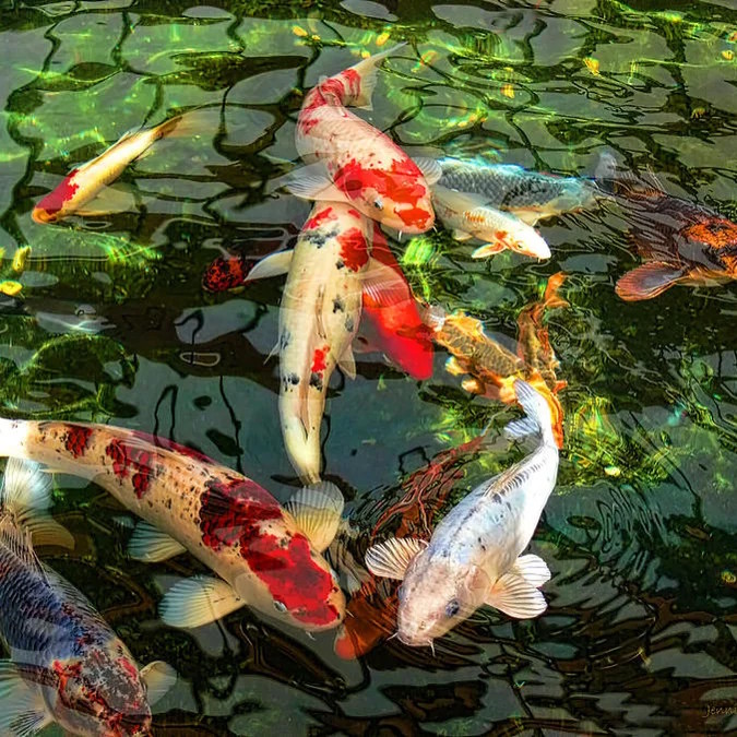 Custom koi pond designed and installed by Aqua-Marine